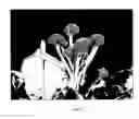 Fig. 06 - Broccoli type having curds with detached florets