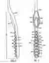 Fig. 06 - Oral care implement