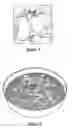 Fig. 02 - Rapid soil drying