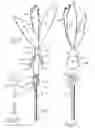Fig. 17 - Method and apparatus for playing with pet