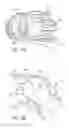 Fig. 16 - Ergonomic and adjustable respiratory mask assembly with headgear assembly