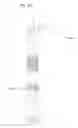 Fig. 04 - Biogeometry shapes & methodology for biological energy balancing