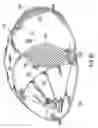 Fig. 34 - Collapsible structures having overlapping support loops