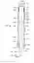 Fig. 34 - Apparatus and methods for drilling a wellbore using casing