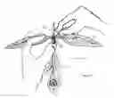 Fig. 03 - Multiple feather kite
