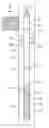 Fig. 01 - Apparatus and method for imaging fluids downhole