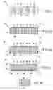 Fig. 02 - Method of producing a fibrous preform