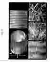 Fig. 07 - METHOD AND APPARATUS FOR METHOD FOR VIEWING AND ANALYZING OF ONE OR MORE BIOLOGICAL SAMPLES WITH PROGRESSIVELY INCREASING RESOLUTIONS