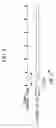 Fig. 09 - Microscope imaging apparatus and biological-specimen examination system
