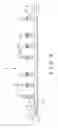 Fig. 03 - Lamp string