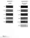 Fig. 06 - METHOD AND APPARATUS FOR SEARCHING FOR AND RETRIEVING COLOUR IMAGES