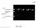 Fig. 08 - Low drift planar waveguide grating sensor and method for manufacturing same