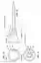 Fig. 25 - Preset depth adapter and finger guard for screws and nails when installing sheetrock
