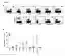 Fig. 08 - Methods and compositions for the treatment of persistent infections