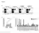Fig. 09 - Methods and compositions for the treatment of persistent infections