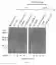 Fig. 09 - Chimeric cytokine of IL-7 and beta-chain of HGF and methods of use