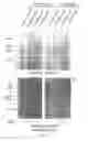 Fig. 11 - Chimeric cytokine of IL-7 and beta-chain of HGF and methods of use