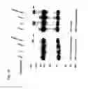 Fig. 33 - Chimeric cytokine of IL-7 and beta-chain of HGF and methods of use