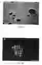 Fig. 05 - Method for regulating neuron development and maintenance
