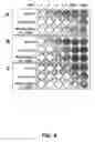 Fig. 07 - Replication competent viruses capable of silencing virus inhibitory factor expression