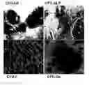 Fig. 01 - Immunophenotype and immunogenicity of human adipose derived cells