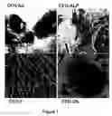 Fig. 02 - Immunophenotype and immunogenicity of human adipose derived cells