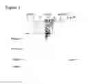 Fig. 02 - Process for recombinant expression and purification of antimicrobial peptides using periplasmic targeting signals as precipitable hydrophobic tags