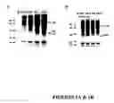 Fig. 02 - Influenza vaccine compositions and methods of use thereof