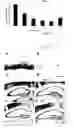 Fig. 02 - Grape seed extract having neuronal cell-protection activity and the composition comprising the same for preventing and treating degenerative brain disease