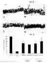 Fig. 03 - Grape seed extract having neuronal cell-protection activity and the composition comprising the same for preventing and treating degenerative brain disease