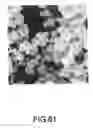 Fig. 44 - Coated silver-containing particles, method and apparatus of manufacture, and silver-containing devices made therefrom