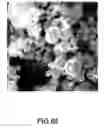 Fig. 45 - Coated silver-containing particles, method and apparatus of manufacture, and silver-containing devices made therefrom