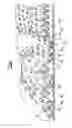 Fig. 03 - Absorbent paper sheet