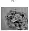Fig. 05 - Cathode catalyst for fuel cell, method of preparing same, and membrane-electrode assembly and fuel cell comprising same
