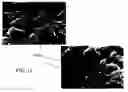Fig. 29 - Dry-particle based adhesive and dry film and methods of making same