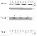 Fig. 02 - Manufacturing method of pattern formed body