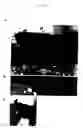 Fig. 13 - Method of preparing basement membrane, method of constructing basement membrane specimen, reconstituted artificial tissue using the basement membrane specimen and process for producing the same