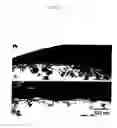 Fig. 14 - Method of preparing basement membrane, method of constructing basement membrane specimen, reconstituted artificial tissue using the basement membrane specimen and process for producing the same