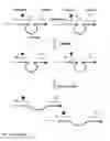 Fig. 15 - Combined exponential and linear amplification