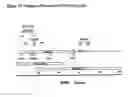 Fig. 13 - Posh polypeptides, complexes and related methods