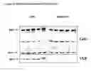 Fig. 15 - Posh polypeptides, complexes and related methods