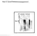 Fig. 22 - Posh polypeptides, complexes and related methods