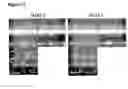 Fig. 26 - Posh polypeptides, complexes and related methods
