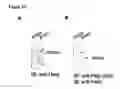 Fig. 30 - Posh polypeptides, complexes and related methods
