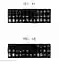 Fig. 05 - Microarray comprising qc probes and method for fabricating the same