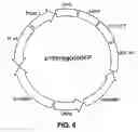 Fig. 07 - Compositions and methods for enhancing oligonucleotide-directed nucleic acid sequence alteration
