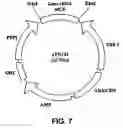 Fig. 08 - Compositions and methods for enhancing oligonucleotide-directed nucleic acid sequence alteration