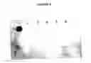 Fig. 06 - Detection and source identification of microbial contaminants in water samples