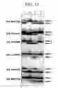 Fig. 27 - Methods for detection of genetic disorders