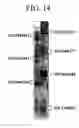 Fig. 28 - Methods for detection of genetic disorders